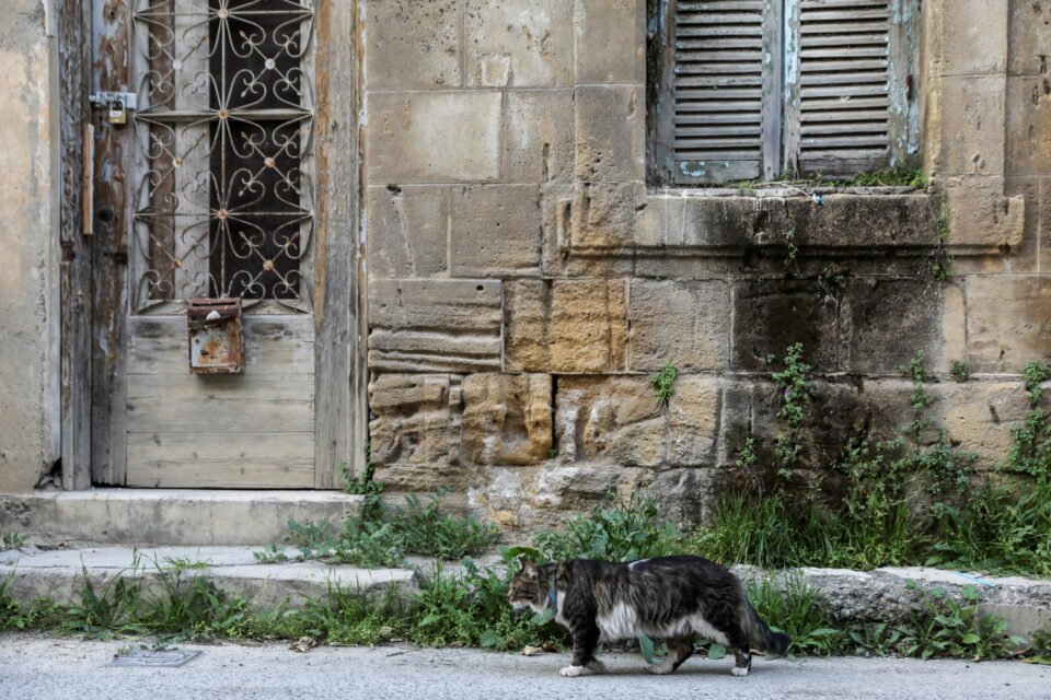 2021-06-24T090057Z_1314885976_RC2QZL9XEYGM_RTRMADP_3_CYPRUS-CATS-960x640.jpg