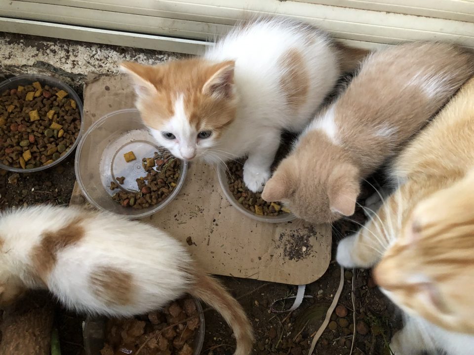 ABANDONES-KITTENS-WHICH-WILL-FIND-A-HOME-WITH-THE-ASSOCIATIONS-HELP-960x720.jpg