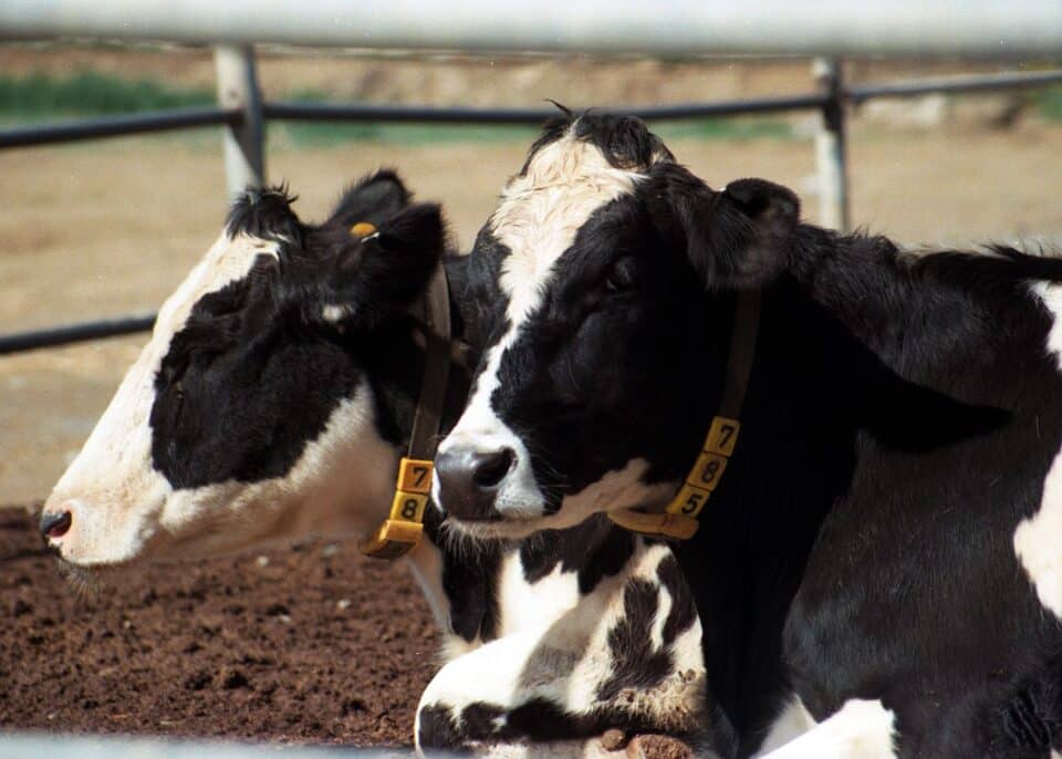 Agricultural-research-institute-cows-960x686.jpg