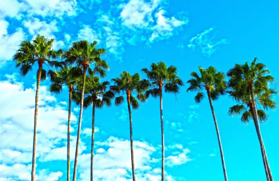clear-sky-weather-tourism-palm-trees-960x624.jpg