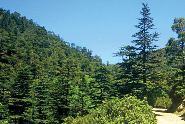 comment-ayten-Cedrus-brevifolia-Cyprus-cedar-forest.jpg