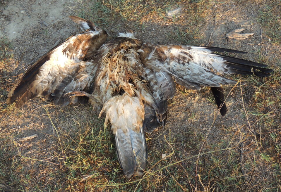dead-osprey-achna-960x657.jpg