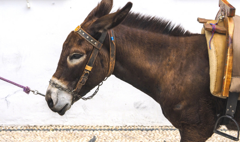 donkey-shutterstock.jpg
