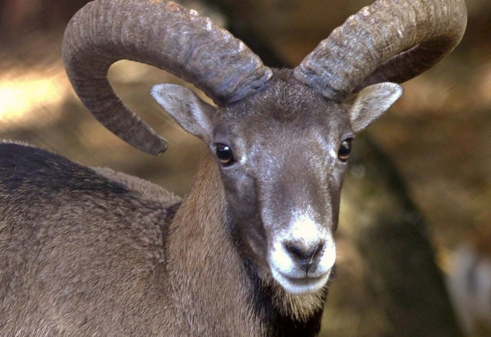 feature-annette-The-mouflon-population-is-now-estimated-at-over-3000-960x658.jpg