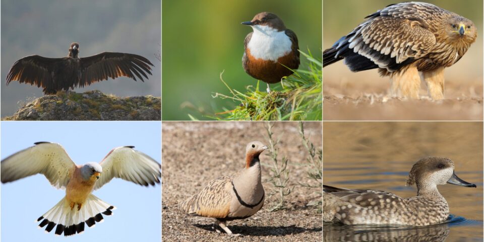 feature-Nik2-The-six-bird-species-that-no-longer-breed-in-Cyprus-960x480.jpg