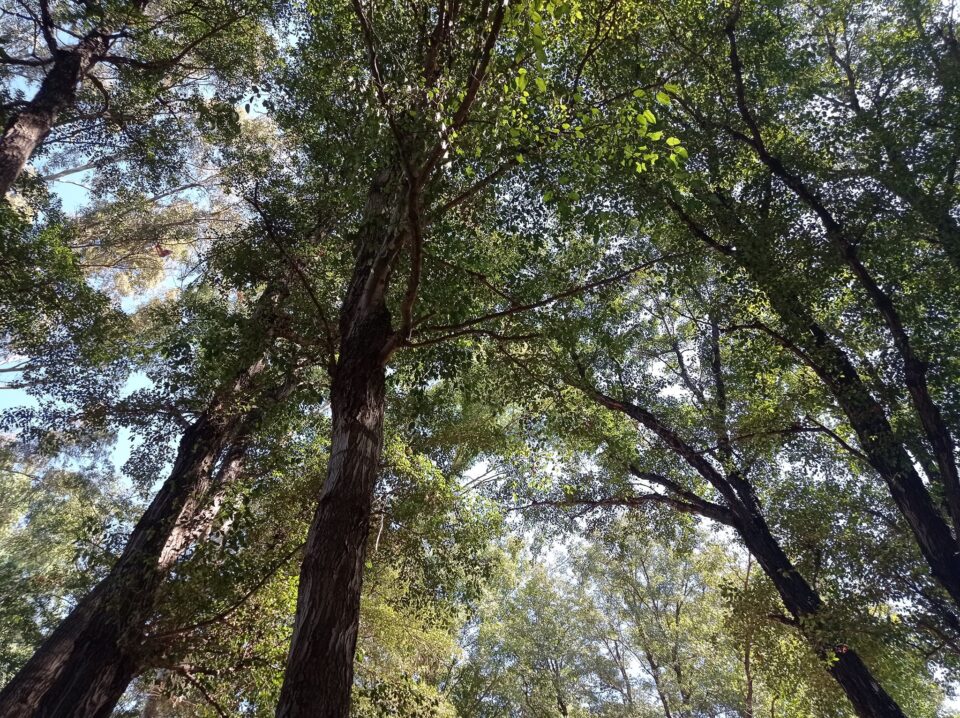 FOREST-N-LOVE-960x718.jpg