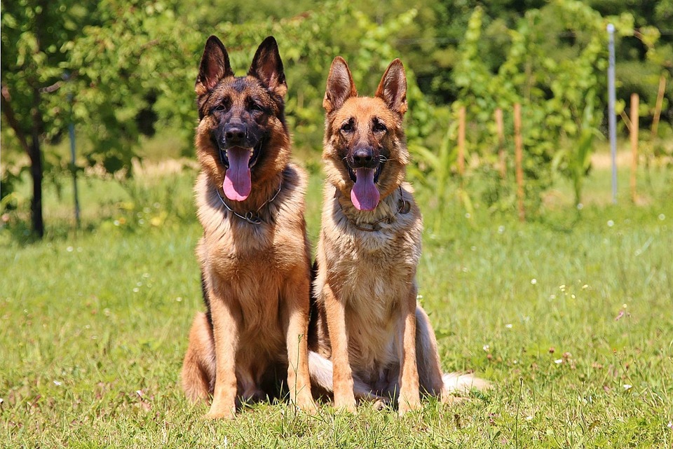 German-shepherd.jpg