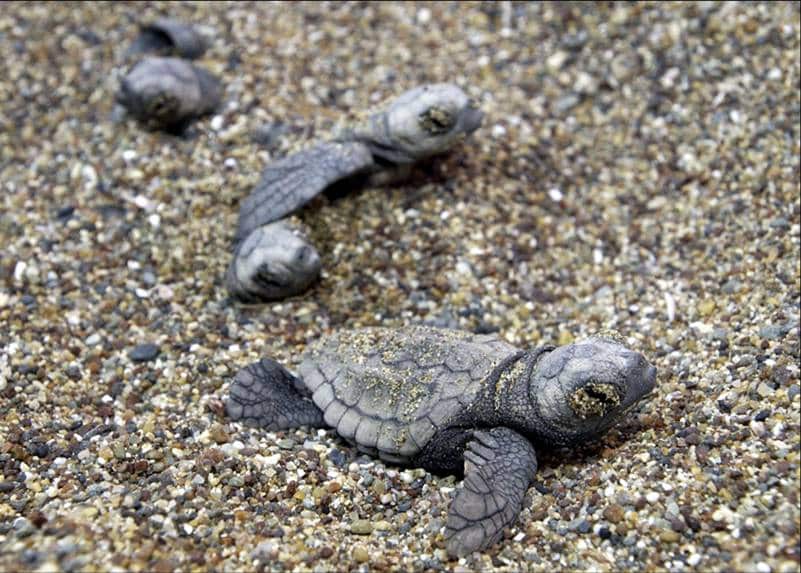 Hatchlings_photo.jpg