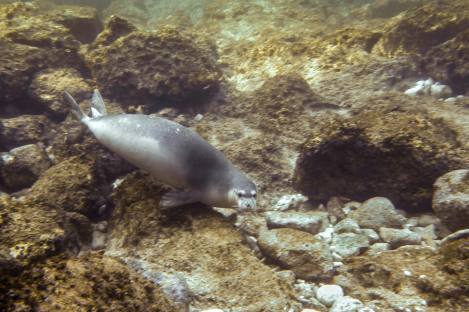 monk-seal-2-960x640.jpg