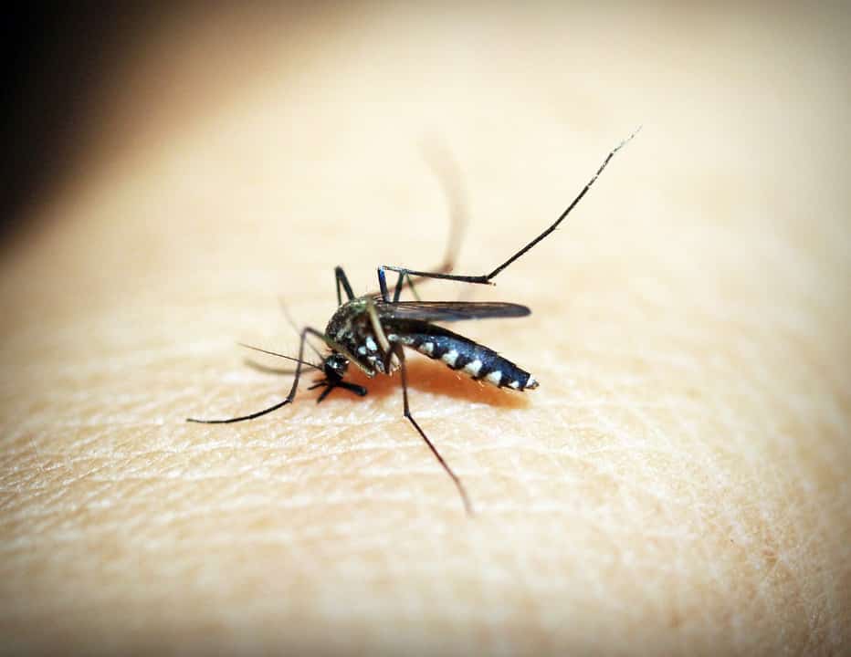 mosquitoe-1548947_960_720.jpg