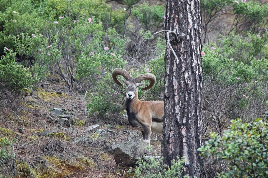 mouflon.jpg