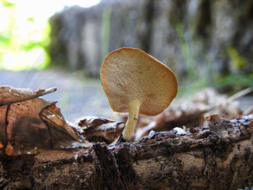 MUSHROOMS-960x720.jpg
