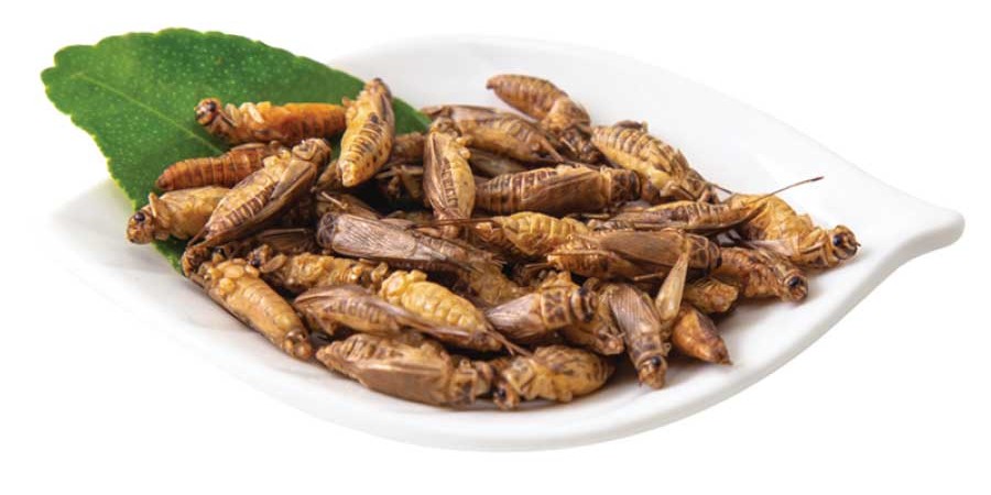 oikiakos-grullos.jpg