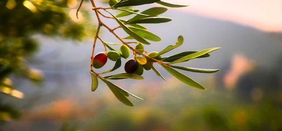 olive-tree-olives-oil-960x446.jpg