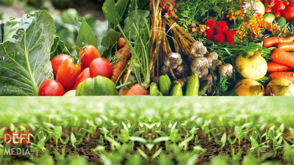 Organic-festival-960x540.jpg