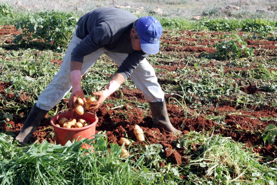 potatoe-grower5-960x640.jpg