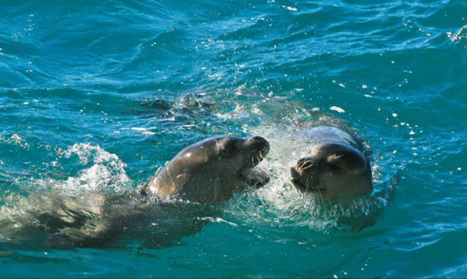 seals1-960x574.jpg