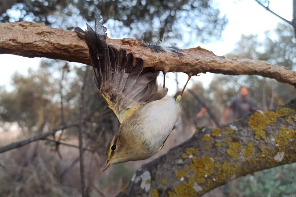Warbler-caught-on-an-illegal-limestick-960x640.jpg