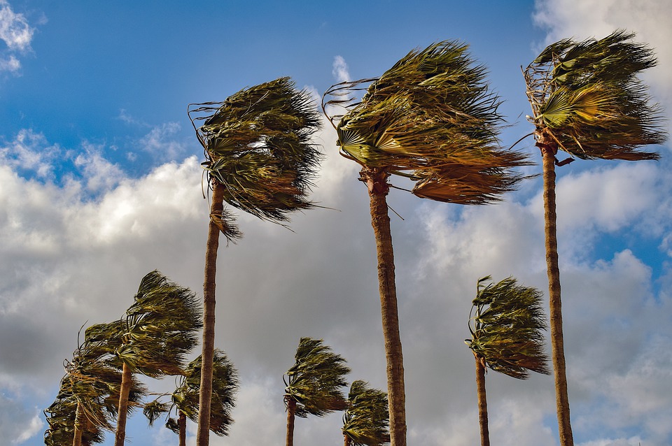 Windy-palms.jpg