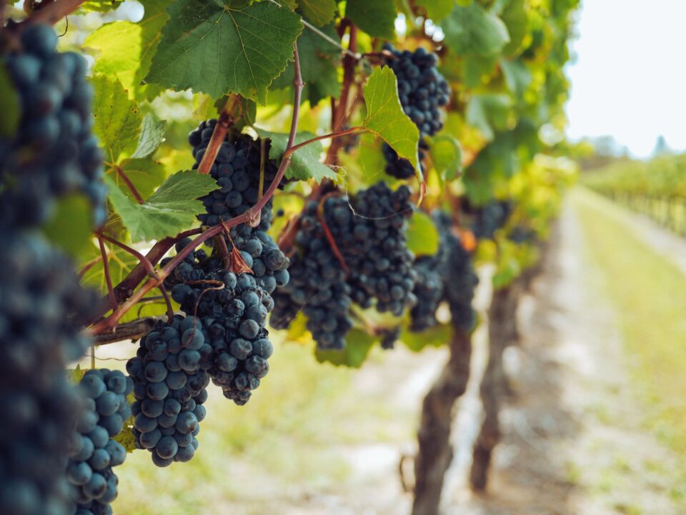 wine2-960x721.jpeg