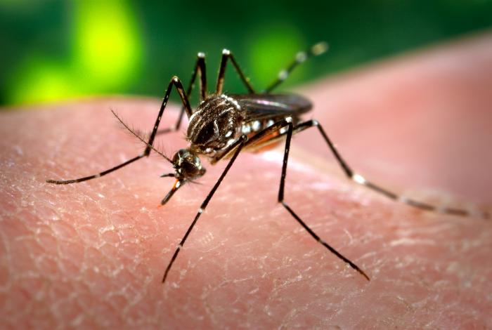 yellow-fever-mosquito.jpg