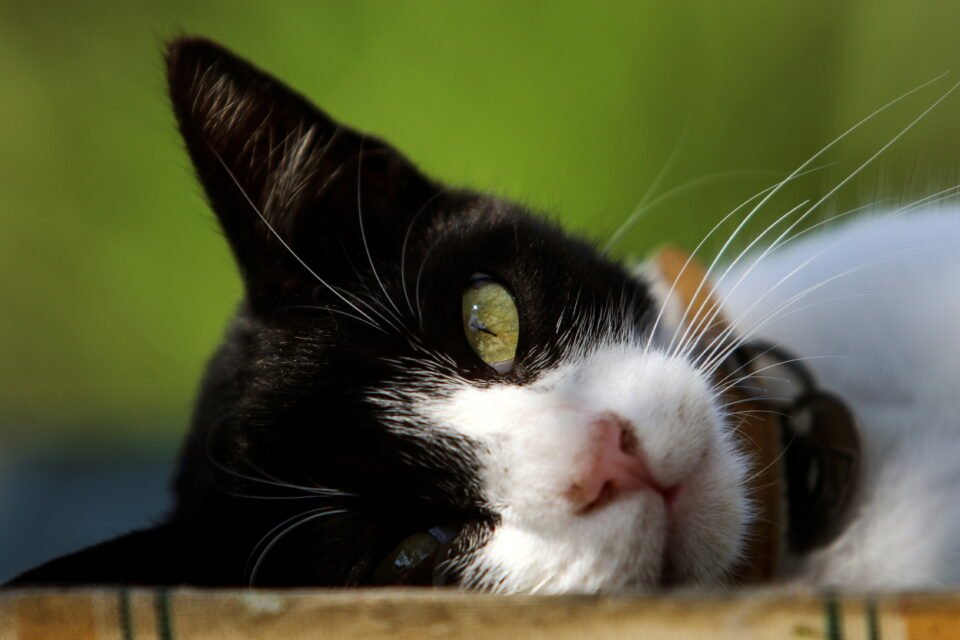 2021-06-24T090047Z_520463737_RC2MRN9OZHPW_RTRMADP_3_CYPRUS-CATS-960x640.jpg