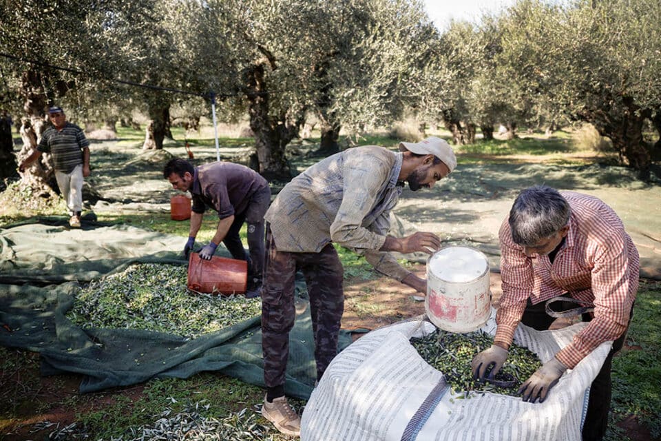 2023-12-05T084422Z_1554560162_RC2MD4AZS5OD_RTRMADP_3_CLIMATE-UN-GREECE-OLIVE-OIL-960x640.jpg