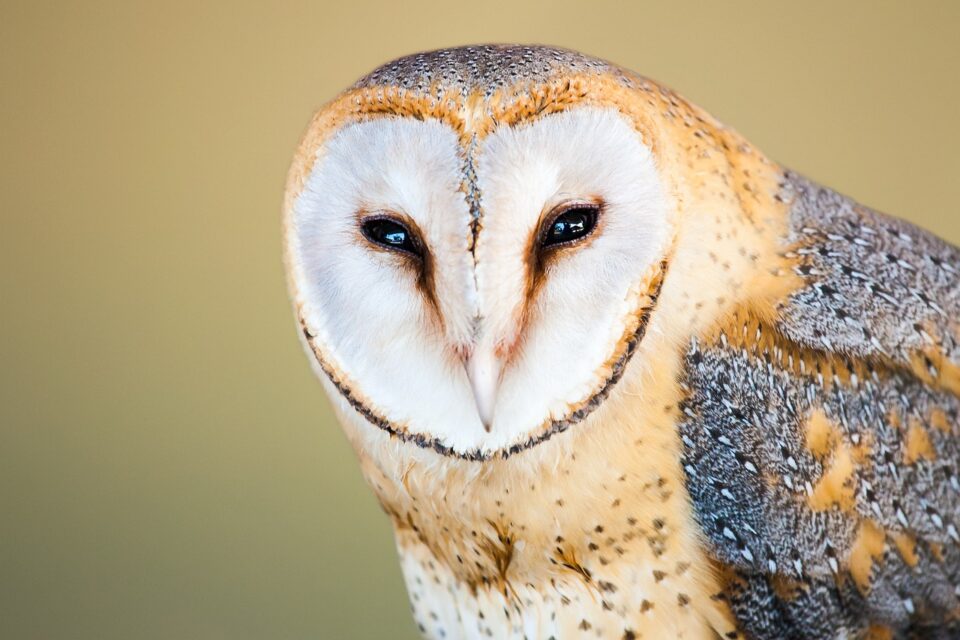 barn-owl-3052382_1280-960x640.jpg