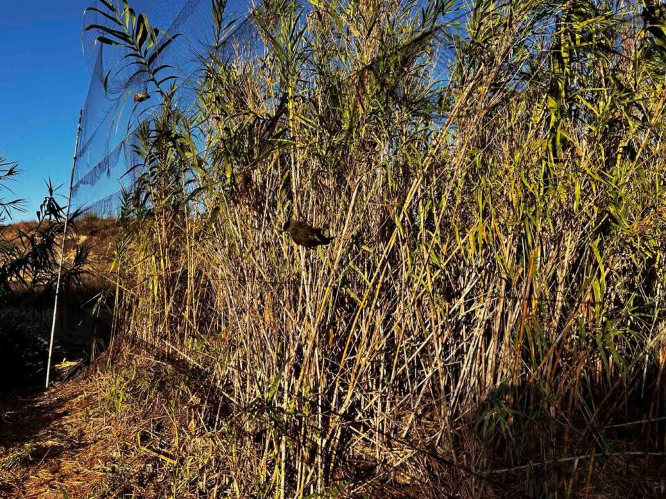 Bird-trapping-2-960x720.jpg