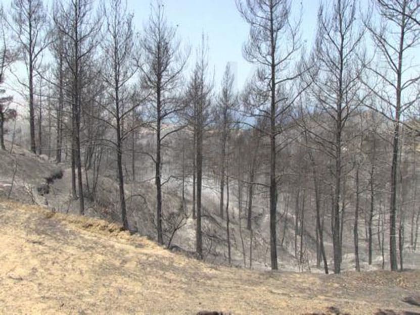 Burned-forest.jpg
