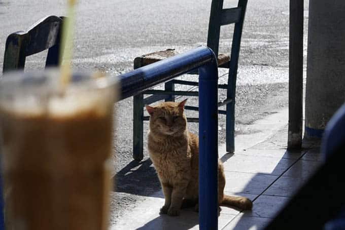 cat-4912949_640.jpg