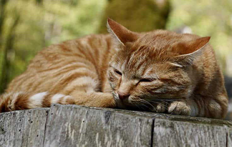 cat-sleeeping-in-sun.jpg