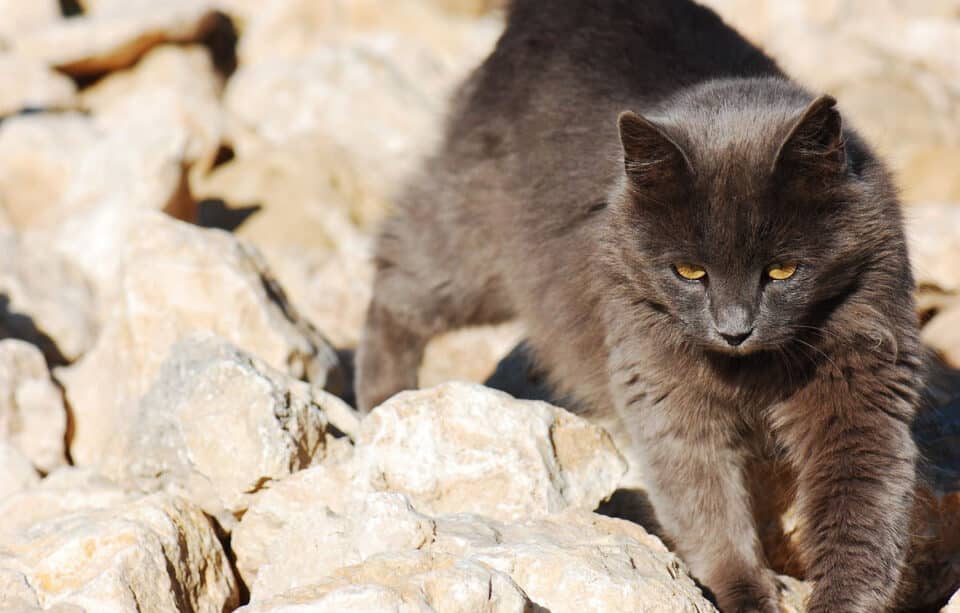 cats-960x613.jpg
