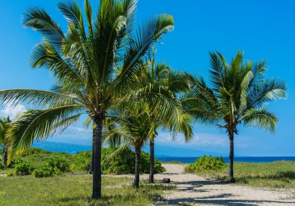 clear-sky-weather-tourism-palm-trees-2-960x671.jpg