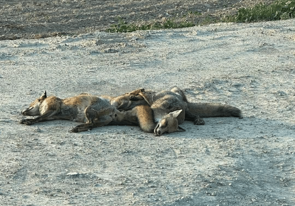 cropped-dead-foxes-960x672.png