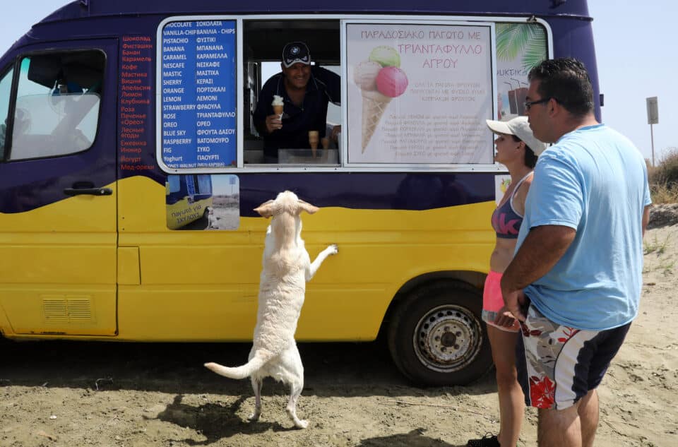 dog-is-chilling-960x633.jpg