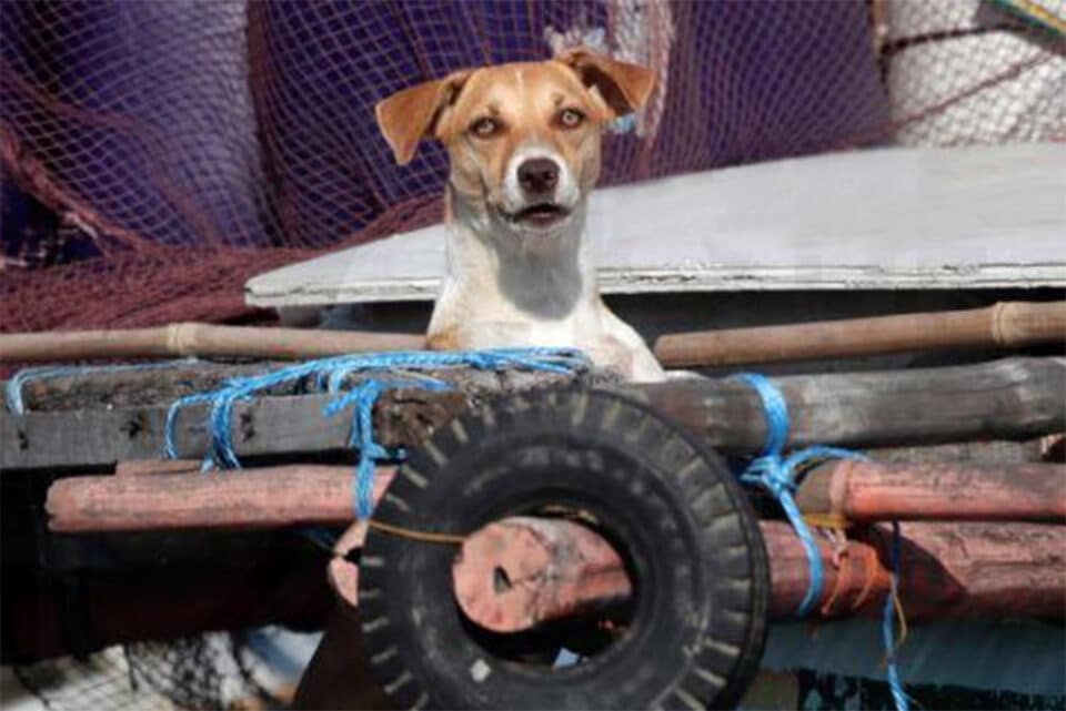 dogs-960x641.jpg