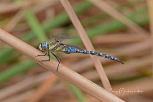 dragonfly.jpg