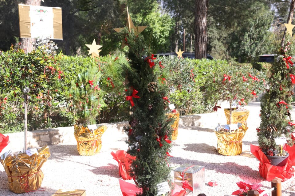 Environment-commissioner-Maria-Panayiotou-Christmas-trees-960x640.jpg