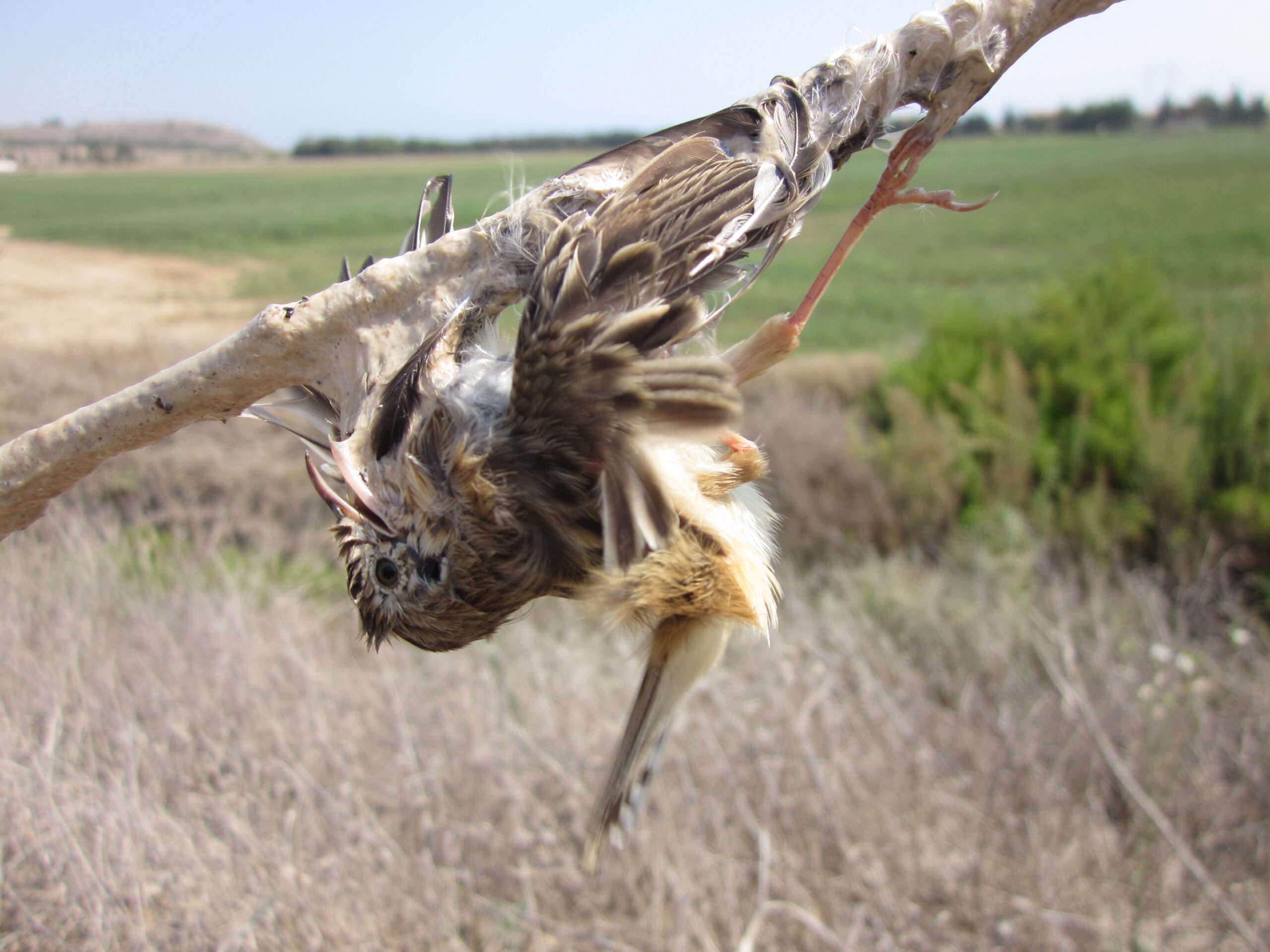 Fan-tailed-warbler-trapped-on-limestick-BirdLife-Cyprus-002-scaled.jpg
