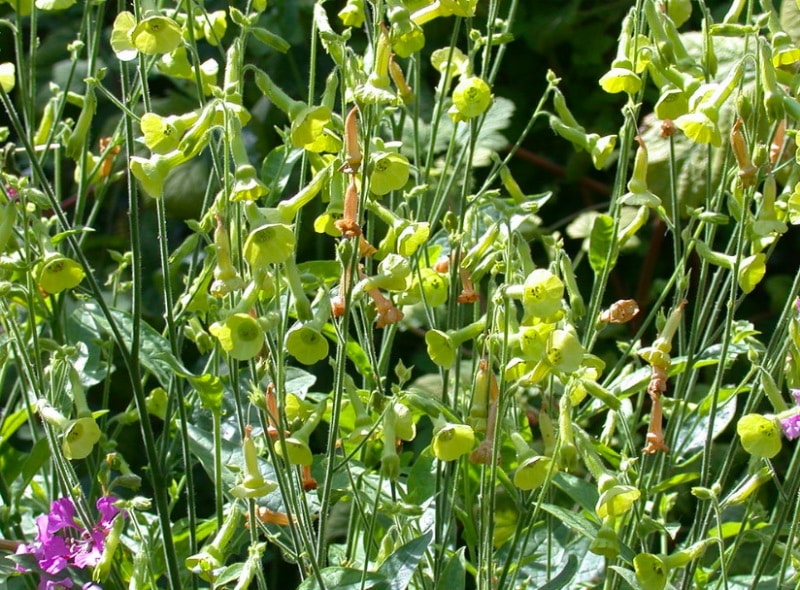 feature-garden-MAIN-Nicotiana-langsdorffii.jpg