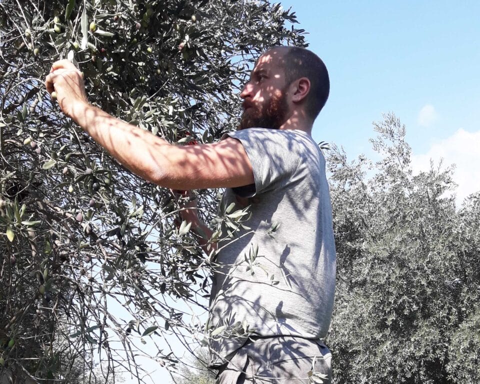 feature-nick-main-Picking-olives-in-Goudi-960x769.jpg