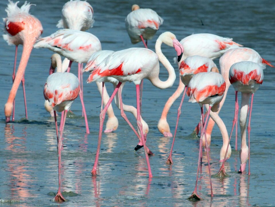 fla-flamingo-4-960x723.jpg