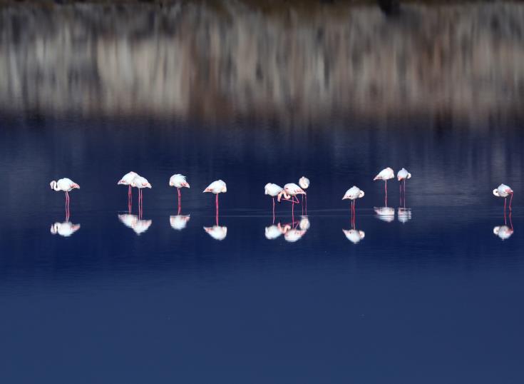 Flamingo.jpg