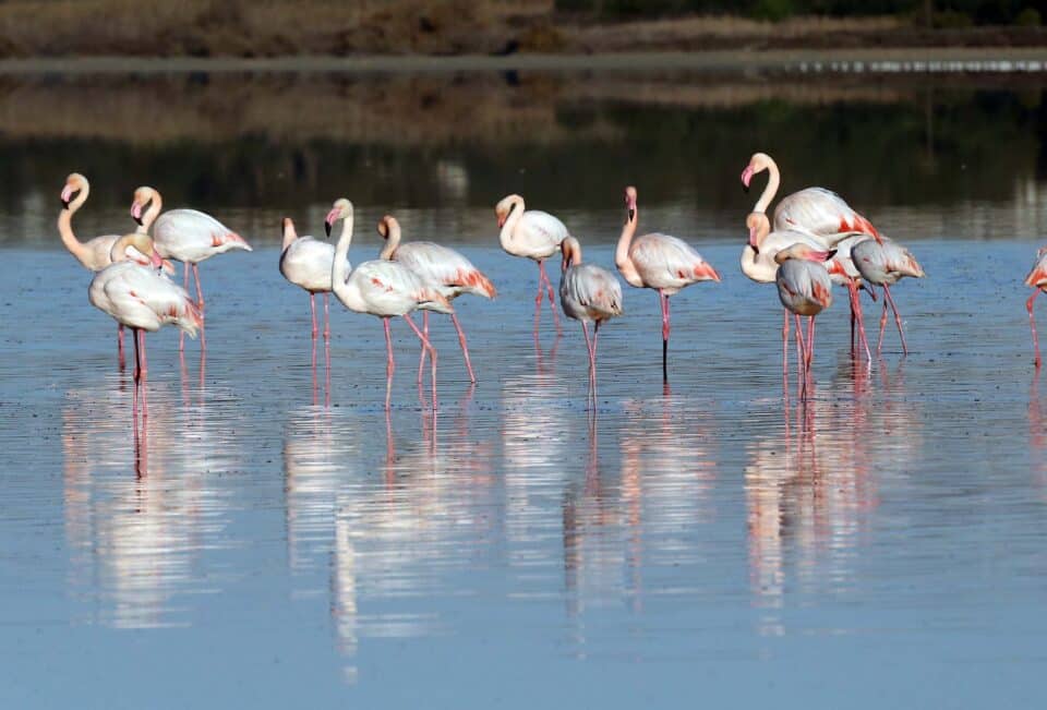 flamingo-salt-lake-960x651.jpg