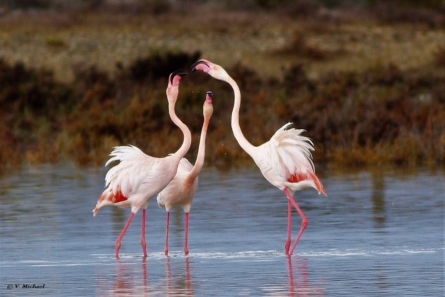 FLAMINGOS-AKR.jpg