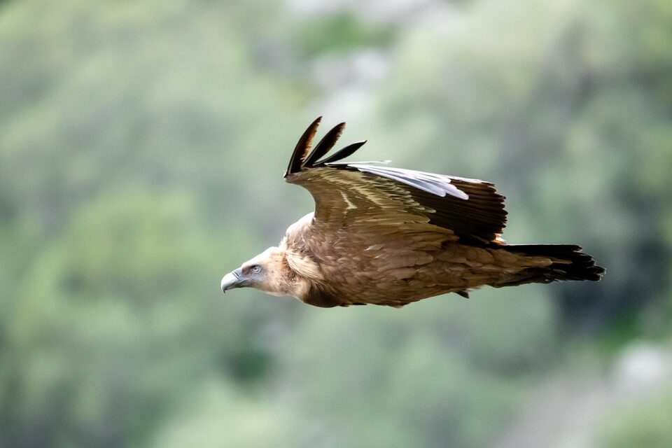 griffon-vulture-4999047_1280-960x640.jpg