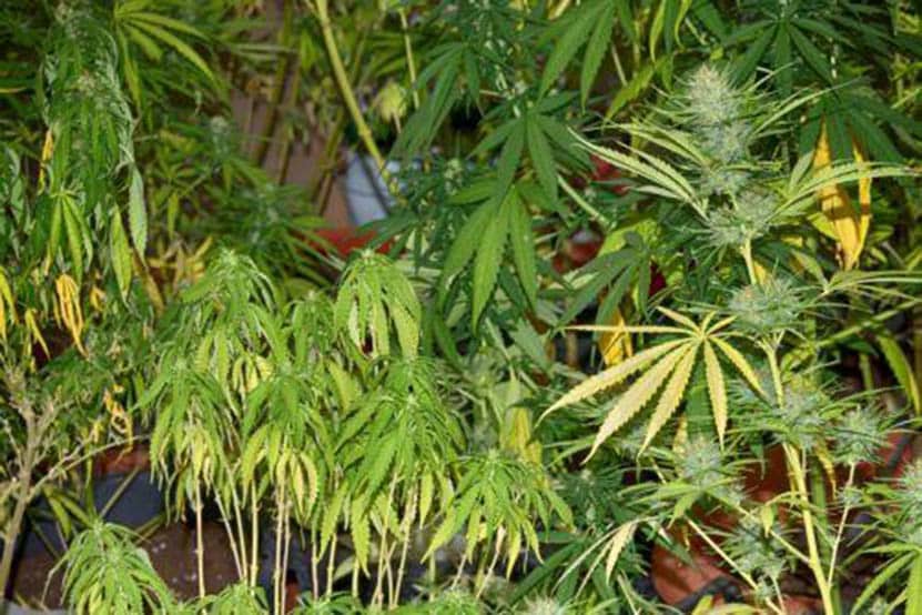 hemp-1.jpg