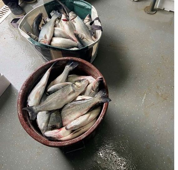illegal-fishing.jpg