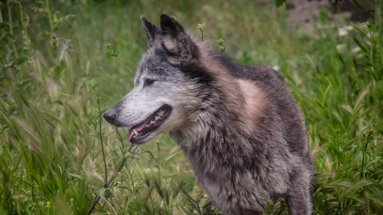 lykos-2449887.jpg